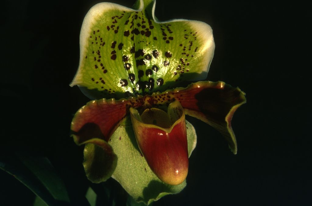 Paphiopedilum London Wall 'Lafayette', slide unlabeled but slides 1-3 identified on slide box cover, July 1978