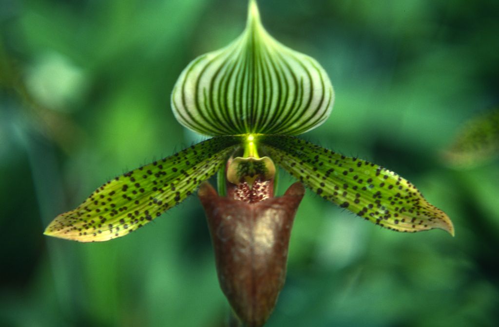 Paphiopedilum Love Song, August 1978, roll 197808H5 slide 9