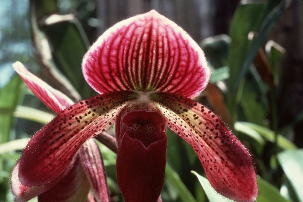 Paphiopedilum Lawrebel 'Boynton' AM/AOS, December 1977, roll 197712P16