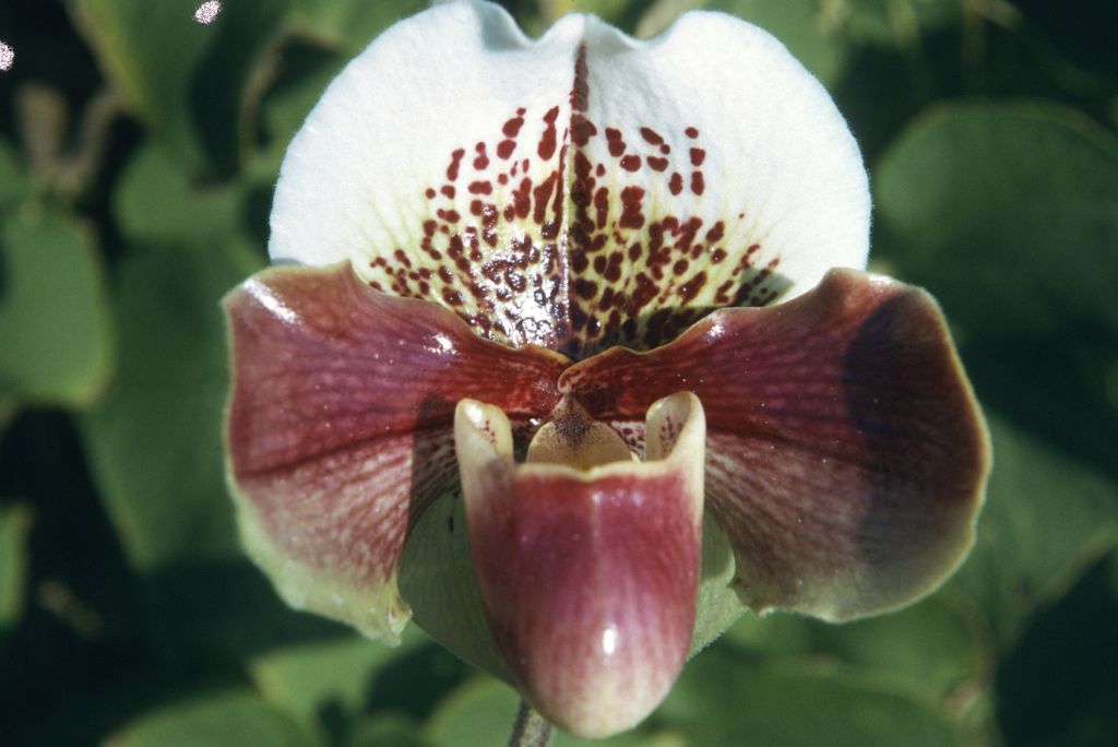 Paphiopedilum Lawrebel 'Boynton' AM/AOS, December 1977, roll 197712P16
