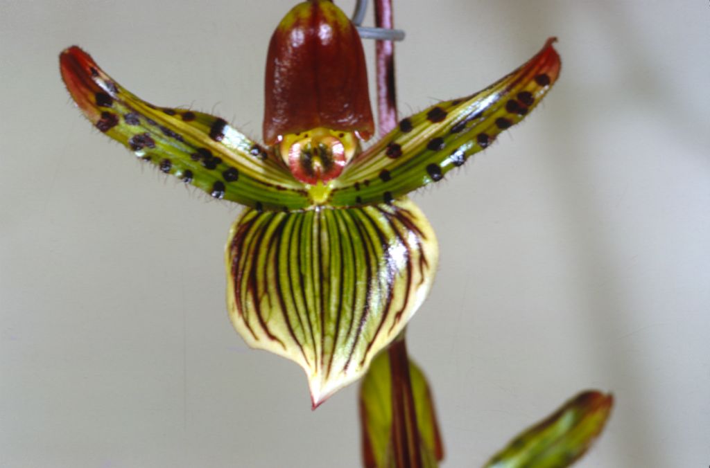 Paphiopedilum Mrs. Rehder, April 1967, roll 196704P5 slide 32