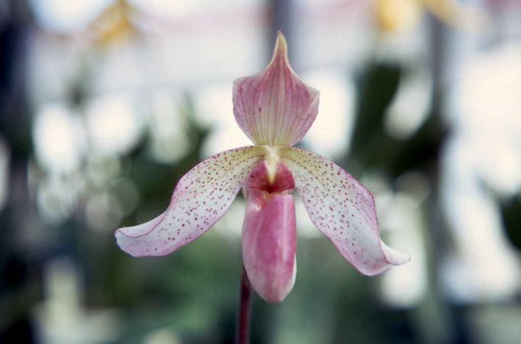 Paphiopedilum Madame Martinet, September 1967, roll 196709H7 slide 14