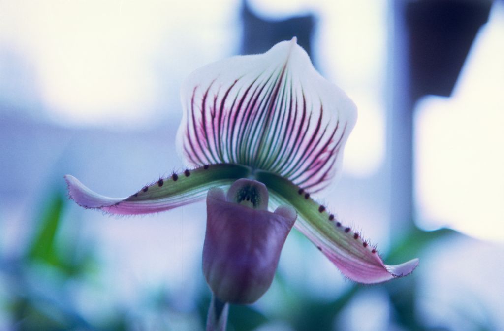 Paphiopedilum Maudiae 'Coloratum', November 1967, roll 196711H1 slide 6