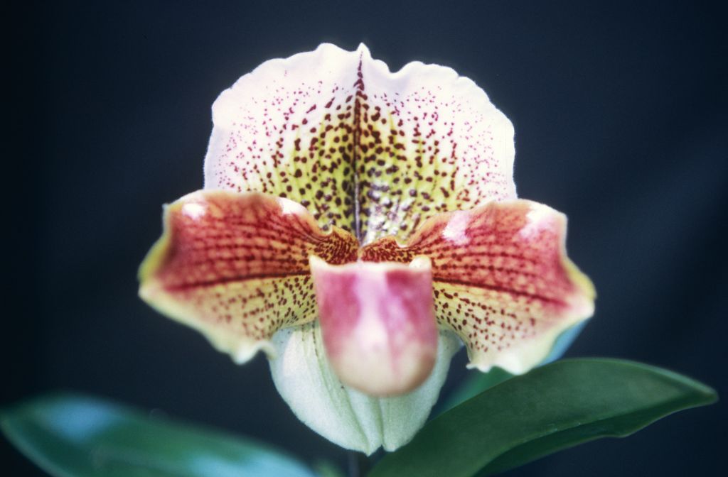 Paphiopedilum Mildred Hunter 'Lafayette', February 1968, roll 196802H7 slide 21