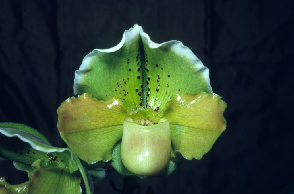 Paphiopedilum Mariano Martin 'The Don', June 1969, roll 196906H6 slide 19