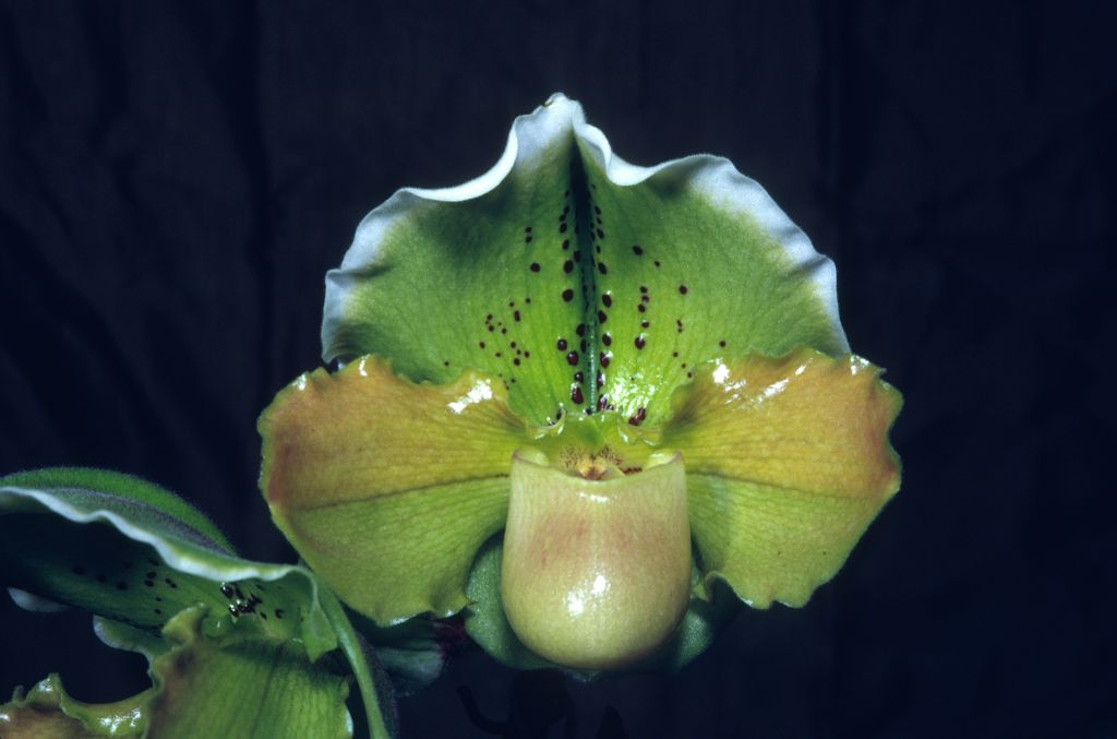 Paphiopedilum Mariano Martin 'The Don' BM/CSA, June 1969, roll 196906H6 slide 22