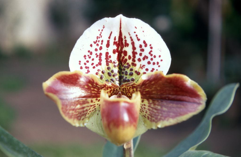 Paphiopedilum Milmoore 'Ginny', January 1970, roll 197001H6 slide 14