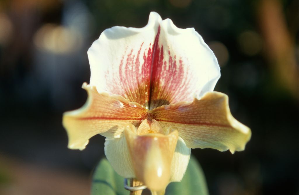 Paphiopedilum Morontes, February 1970, roll 197002H5red slide 16