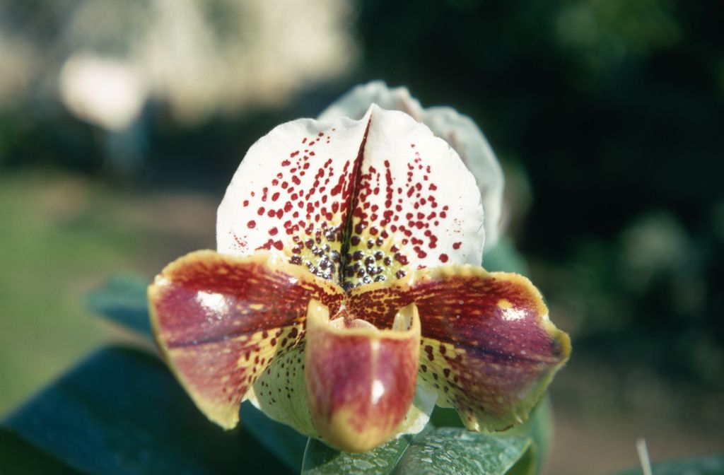Paphiopedilum Milmoore 'Ginny', February 1970, roll 197002H6 slide 5