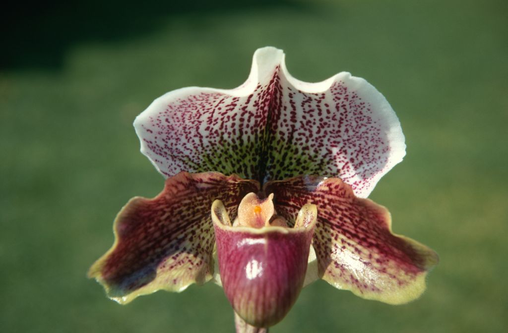 Paphiopedilum Mill Valley, May 1970, roll 197005H4 slide 9
