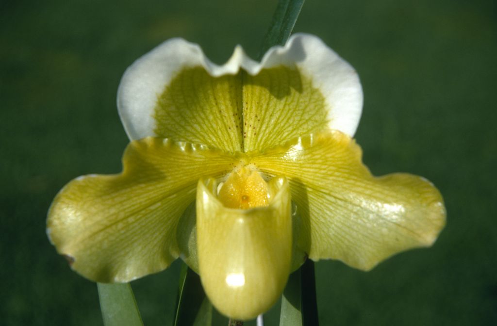 Paphiopedilum Meadowlark, October 1970, roll 197010H3 slide 12