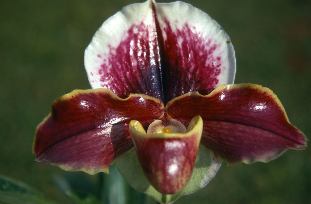 Paphiopedilum Milmoore 'Carimo', January 1971, roll 197101H3 slide 10