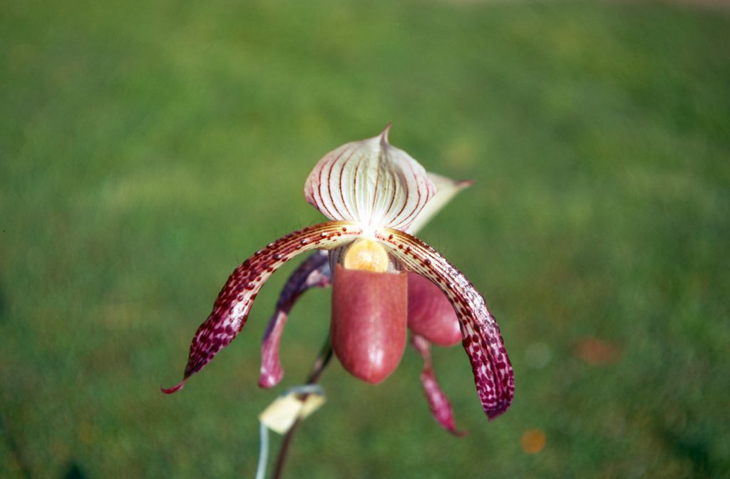 Paphiopedilum Morganiae 'Burfordiense', January 1971, roll 197101H3 slide 18