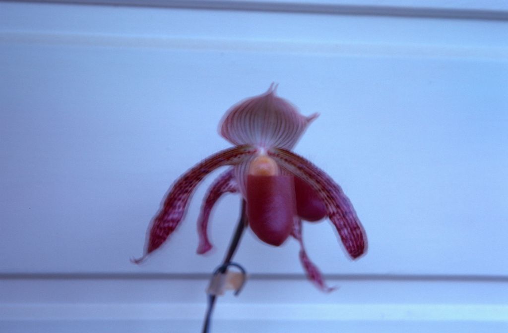 Paphiopedilum Morganiae 'Burfordiense', January 1971, roll 197101H4 slide 15