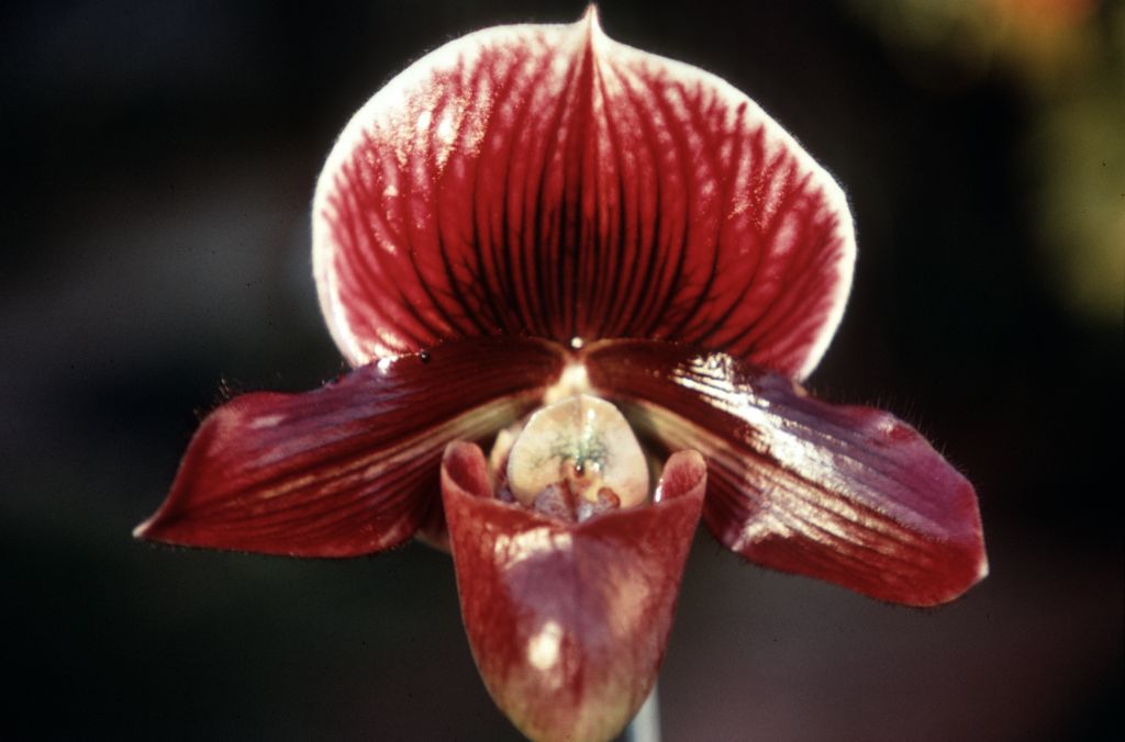 Paphiopedilum Miracle 'Victory' AM (there are several such awards, one from RHS, two from AOS), Duplicate Slide 56, made January 1971, roll 197101H8.
