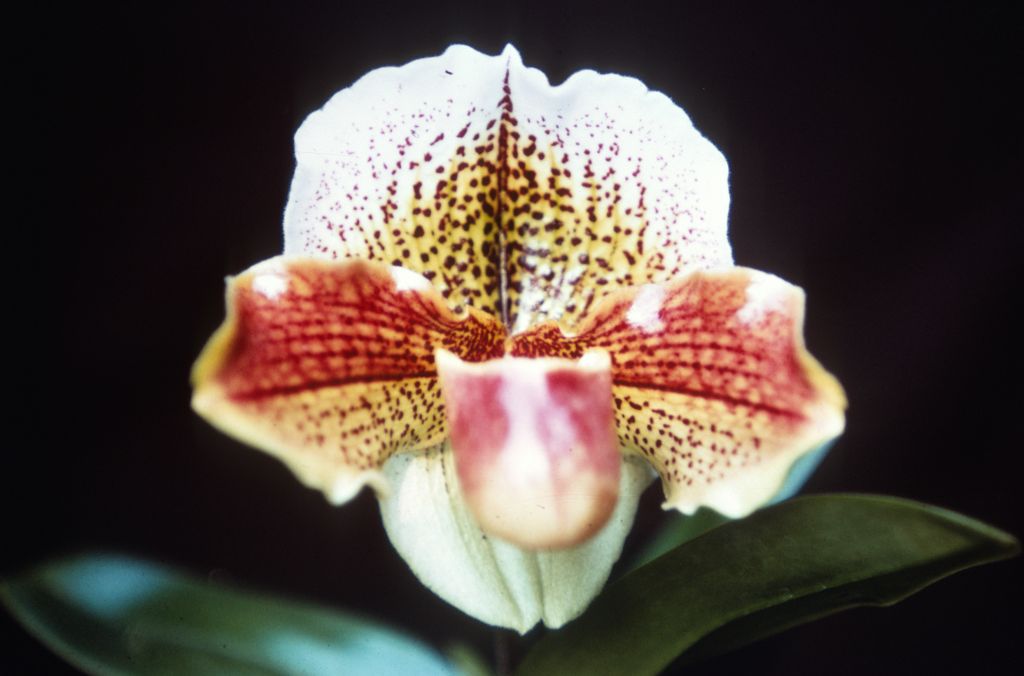 Paphiopedilum Mildred Hunter 'Lafayette' HCC (no such award has been found), Duplicate Slide 64, made January 1971, roll 197101H8.