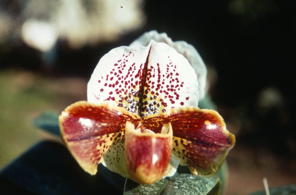Paphiopedilum Milmoore 'Ginny', Duplicate Slide 65, made January 1971, roll 197101H8.