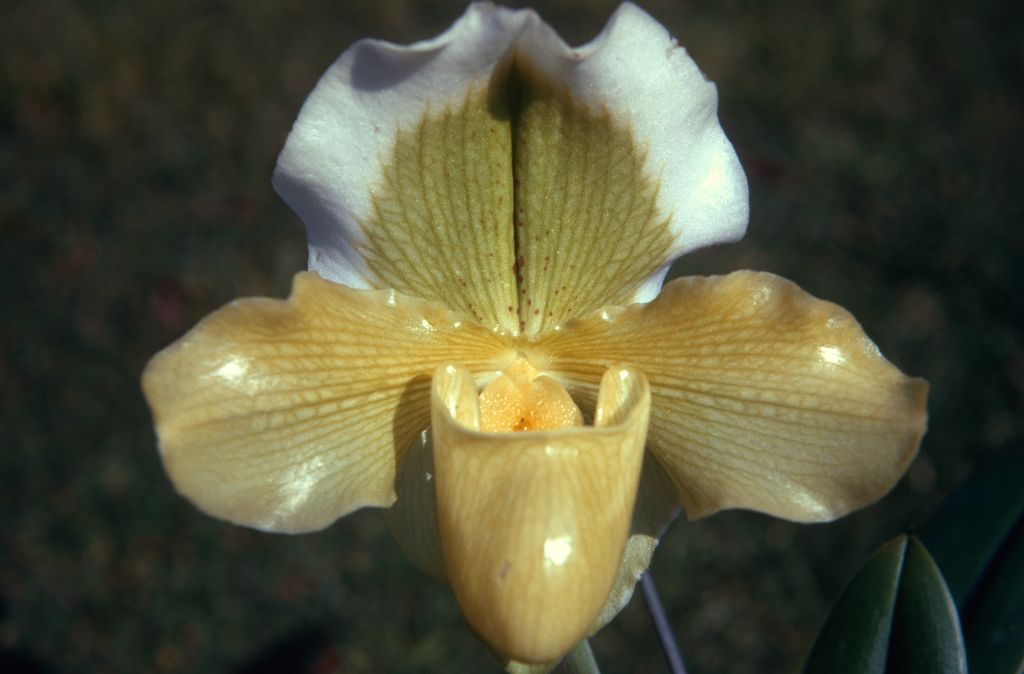 Paphiopedilum Michael Stewart 'Golden Perfection', March 1971, roll 197103H7 slide 5