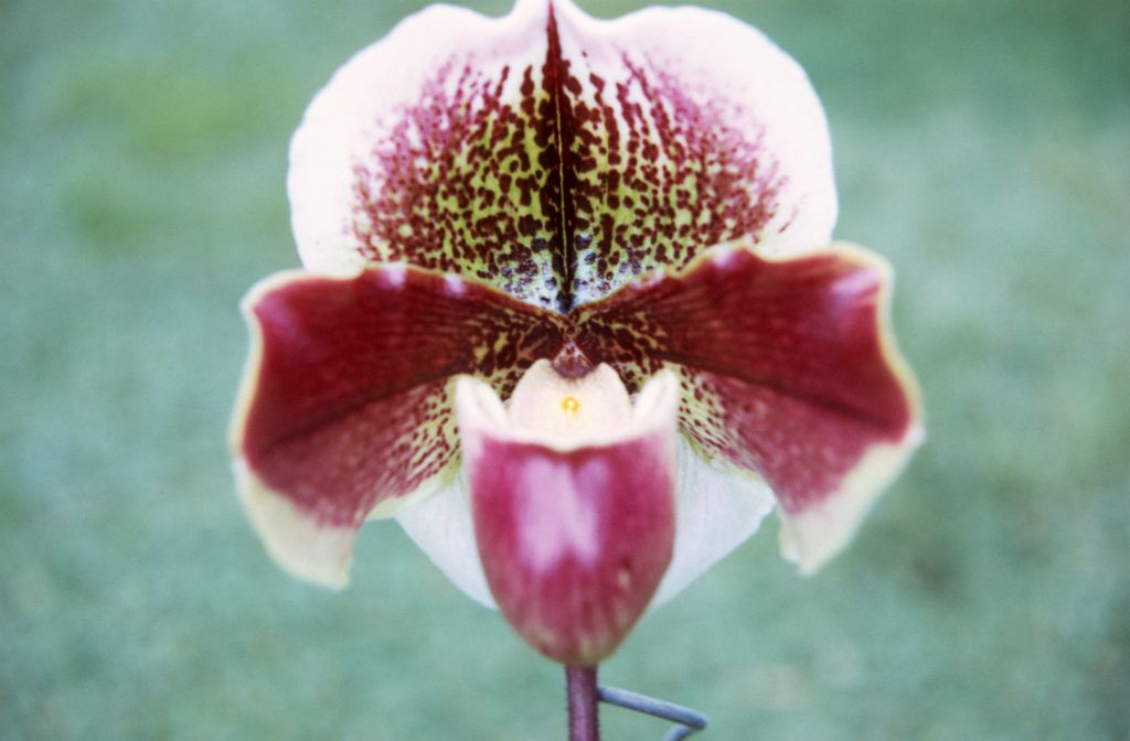 Paphiopedilum Mildred Hunter 'Ileana', December 1971, roll 197112H1 slide 15