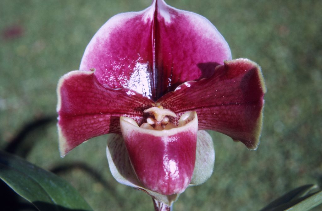 Paphiopedilum Mrs. Jean Hunter 'Scarlet', January 1972, roll 197201H7 slide 6