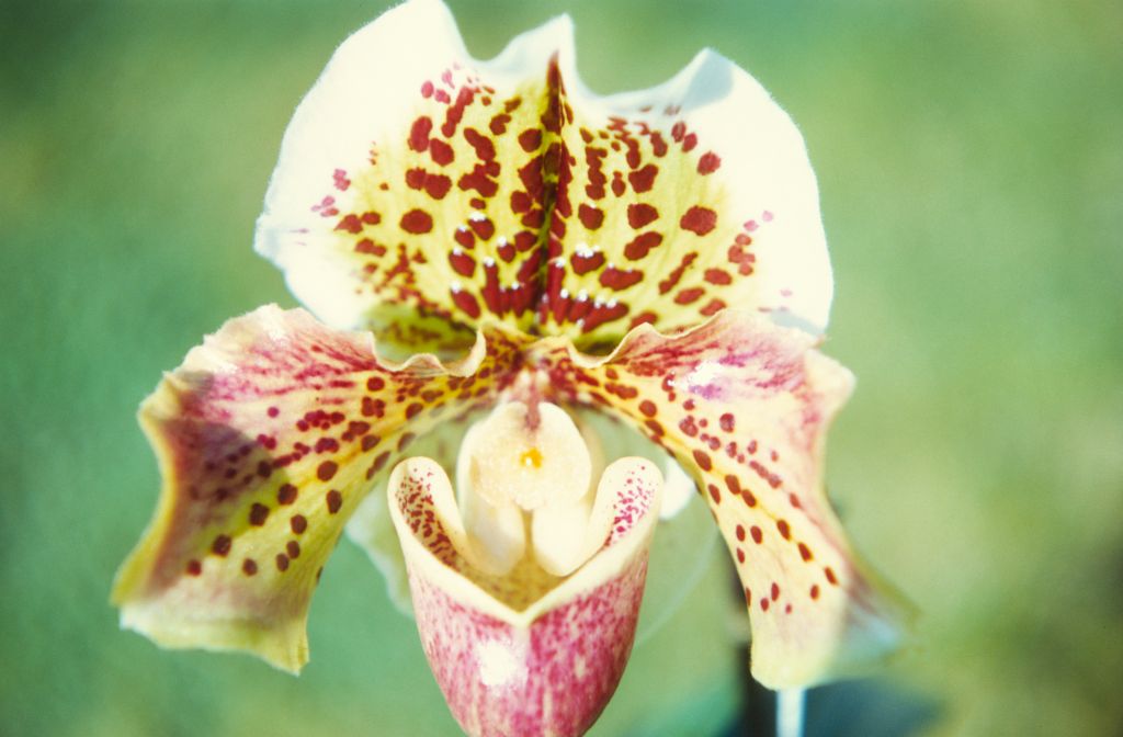 Paphiopedilum Mayfair 'Donald Ayres', February 1972, roll 197202H2 slide 11