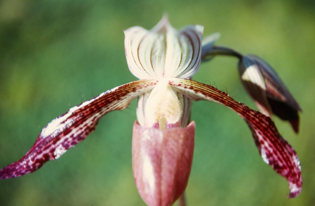 Paphiopedilum Morganiae, February 1972, roll 197202H2 slide 19