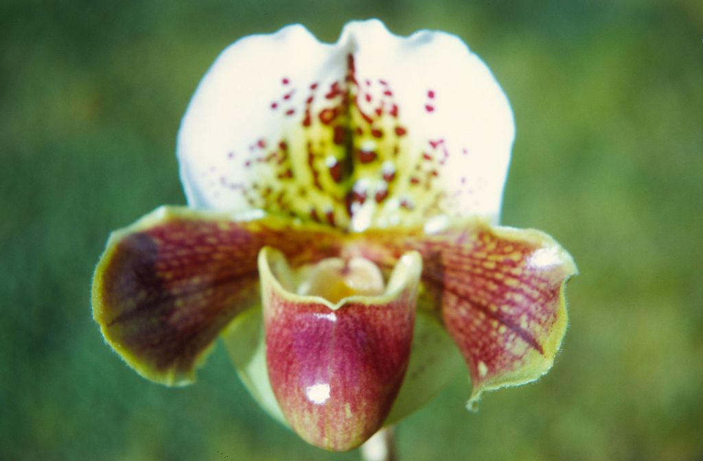 Paphiopedilum Mendocino 'Charlotte' AM/AOS, February 1972, roll 197202H2 slide 9