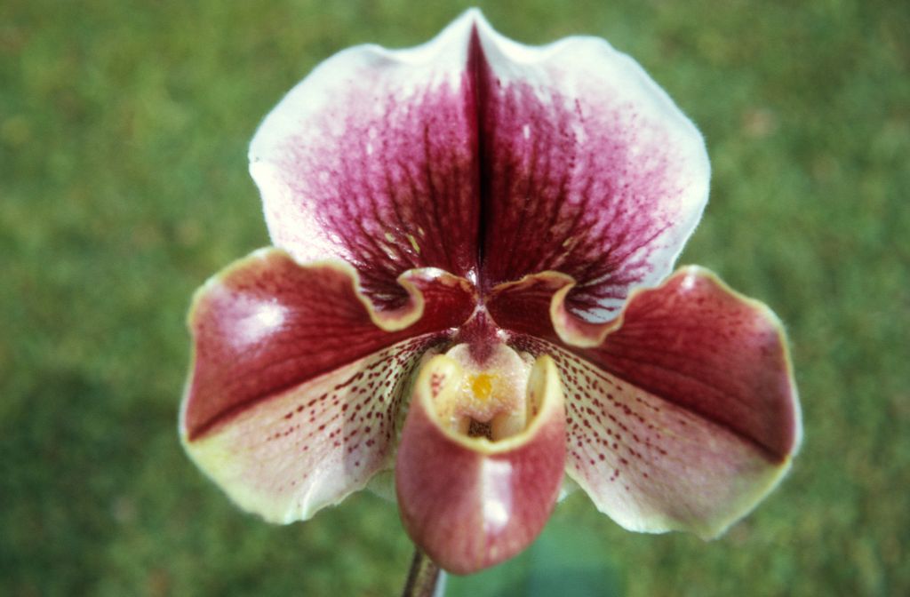 Paphiopedilum Mandolin 'Sherman's', February 1972, roll 197202H5 slide 10