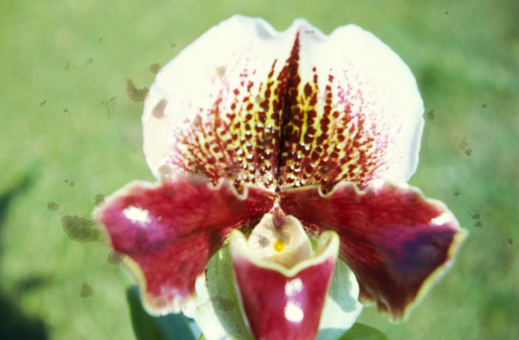 Paphiopedilum Milmoore 'Maltese' AM/AOS, February 1972, roll 197202H5 slide 18