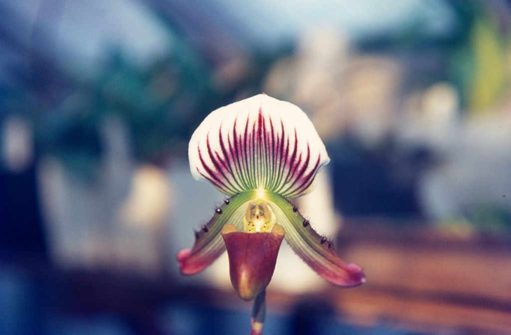 Paphiopedilum Maudiae 'Coloratum', May 1972, roll 197205 slide 9