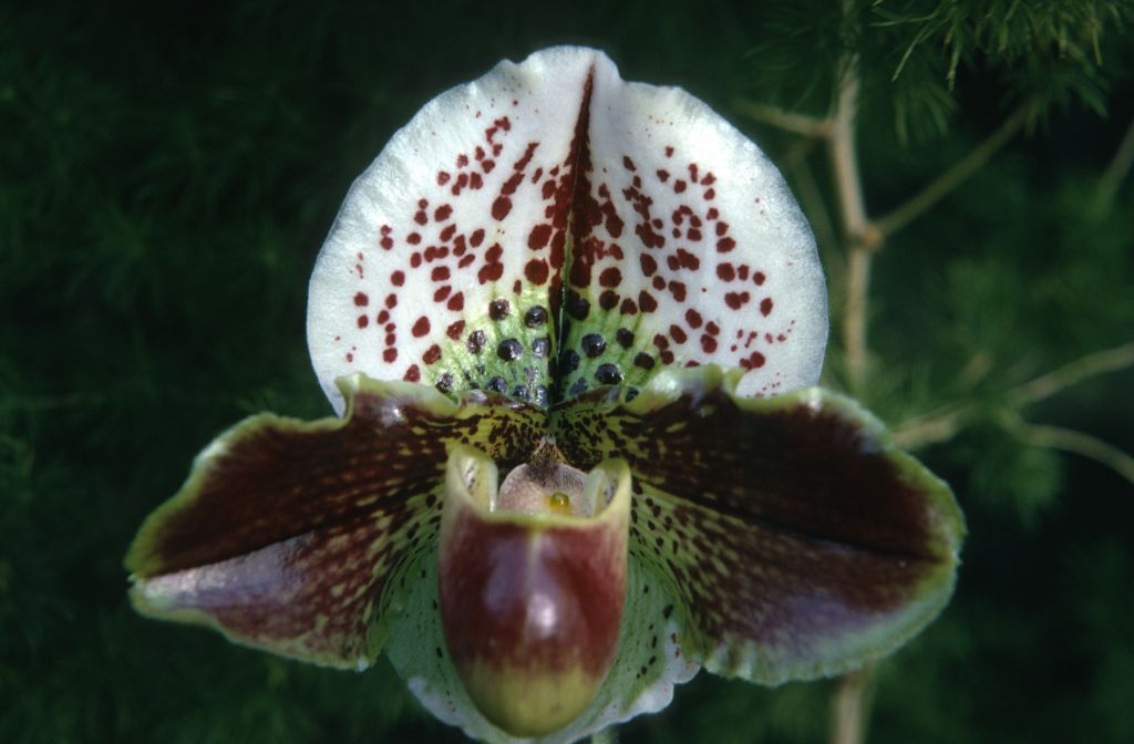 Paphiopedilum Milmoore 'Ginny', January 1973, roll 197301H7 slide 8