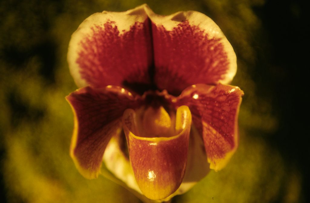 Paphiopedilum Matchless 'Langley's', December 1973, roll 197312H7 slide 15
