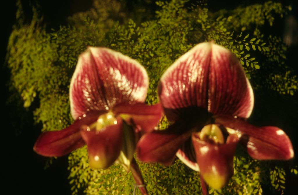Paphiopedilum Miracle 'Victory', December 1973, roll 197312H7 slide 5