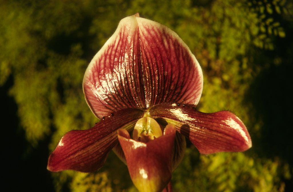 Paphiopedilum Miracle 'Victory', December 1973, roll 197312H7 slide 6
