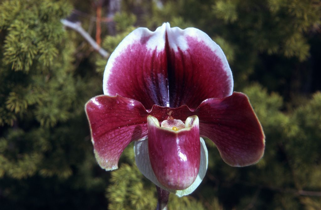 Paphiopedilum My Daughter, May 1974, roll 197405H12 slide 6