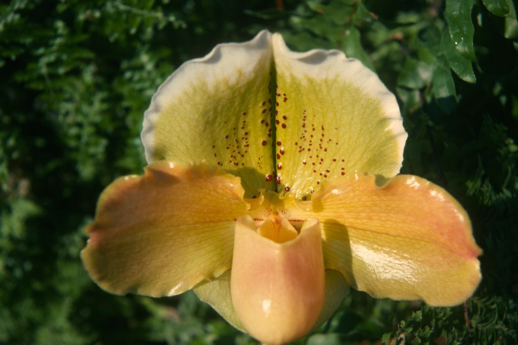Paphiopedilum Mariano Martin 'The Don', February 1975, roll 197502H12 slide 10