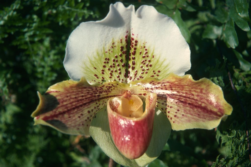 Paphiopedilum Maginot 'Langley', February 1975, roll 197502H12 slide 12
