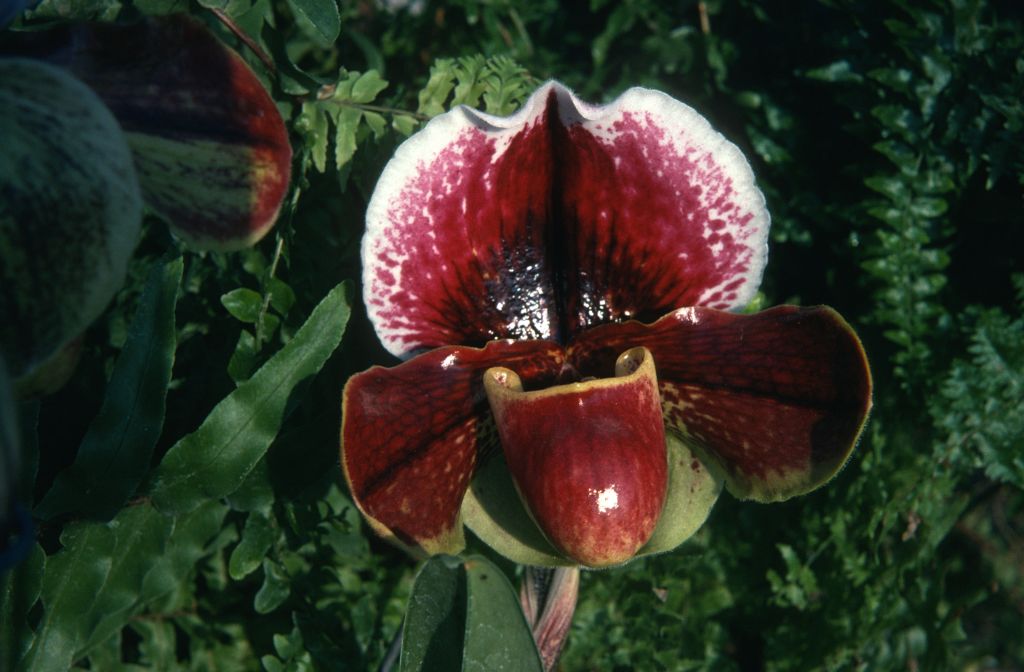 Paphiopedilum Milmoore 'Roman Blood', March 1975, roll 197503H12 slide 14