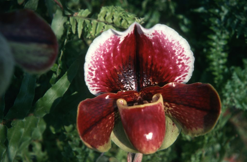 Paphiopedilum Milmoore 'Roman Blood', March 1975, roll 197503H12 slide 15