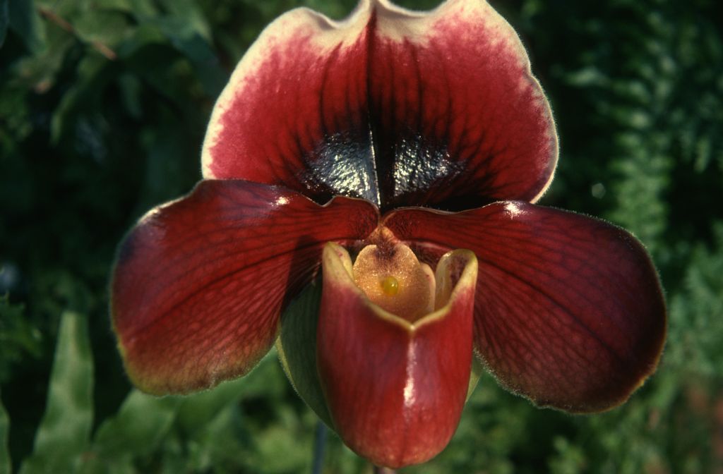 Paphiopedilum My Daughter 'Carimo', March 1975, roll 197503H12 slide 17