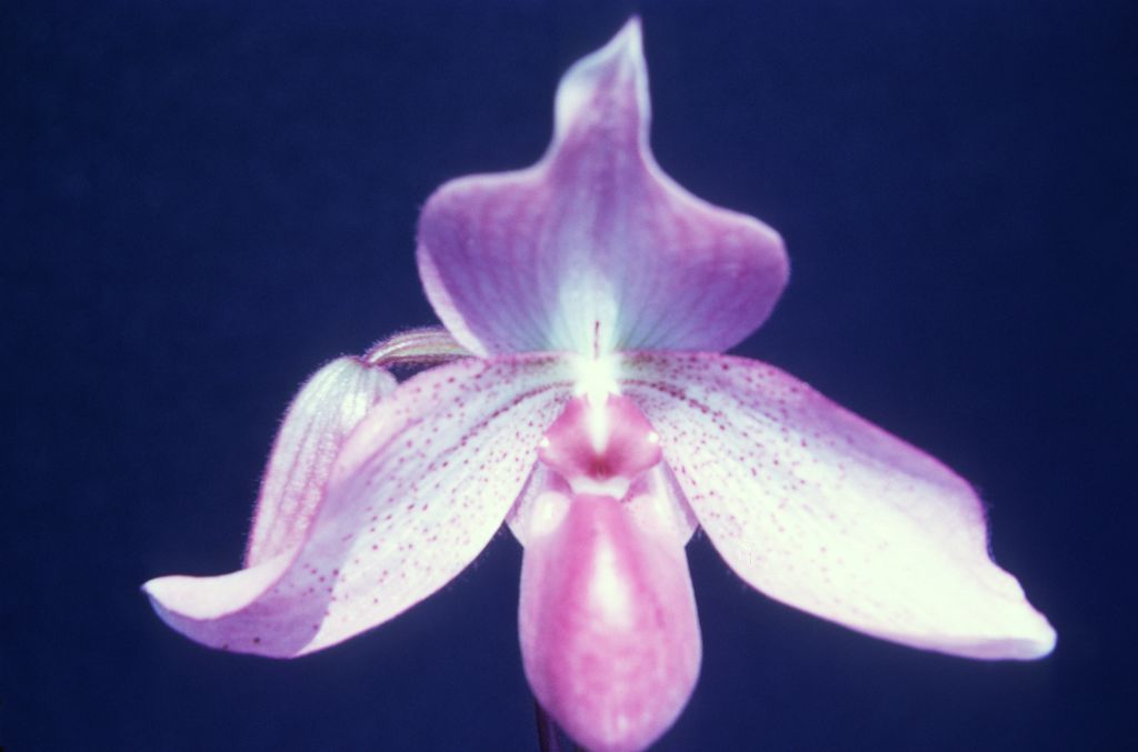 Paphiopedilum Madame Martinet 'Carimo', August 1975, roll 197508H6red slide 15
