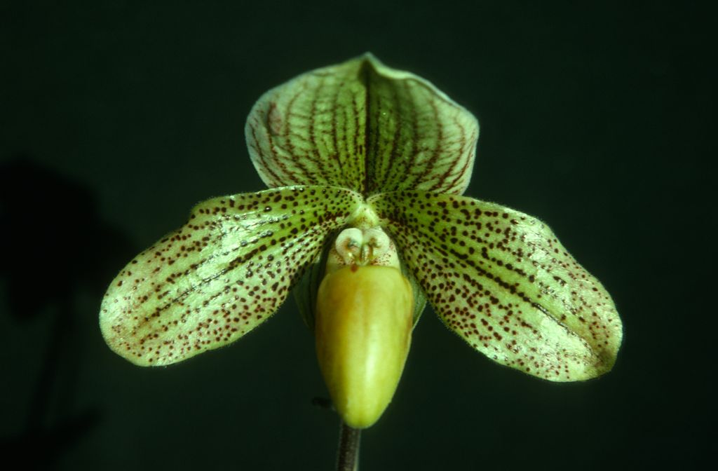 Paphiopedilum Milestone, September 1975, roll 197509P7 slide 11