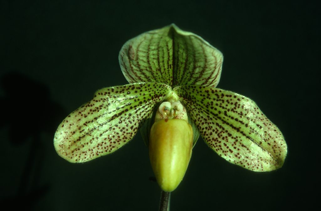 Paphiopedilum Milestone, September 1975, roll 197509P7 slide 12