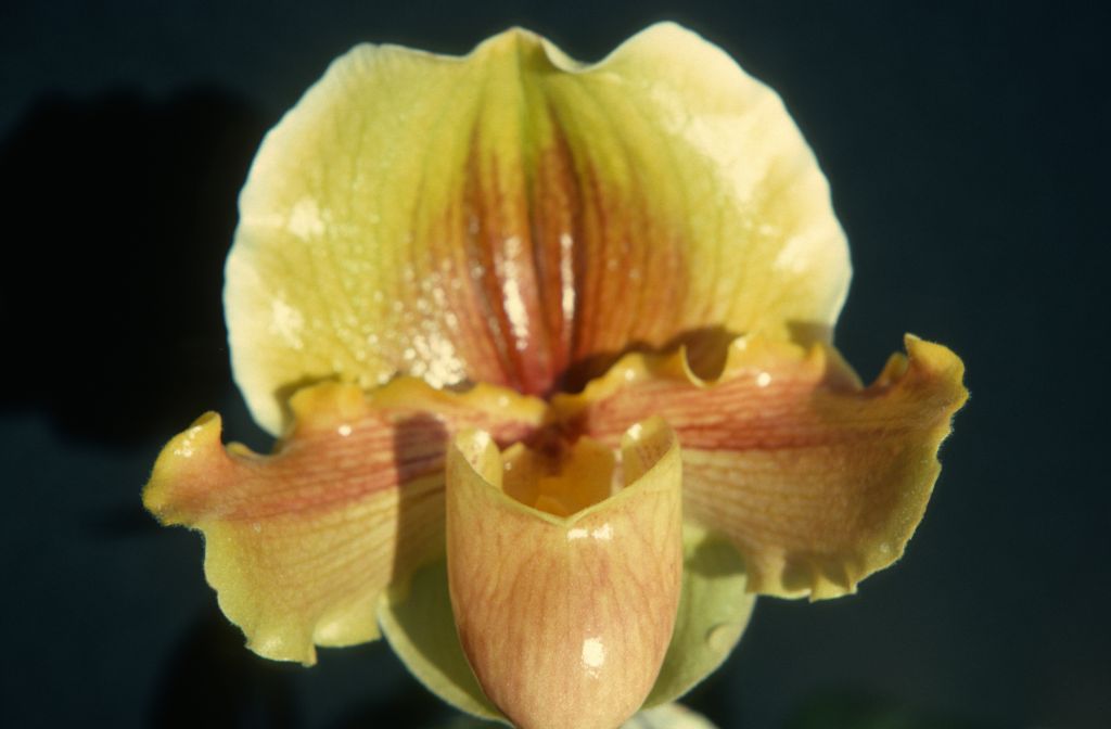 Paphiopedilum Meadow Mist 'Pumpkin', February 1976, roll 197602H12 slide 5