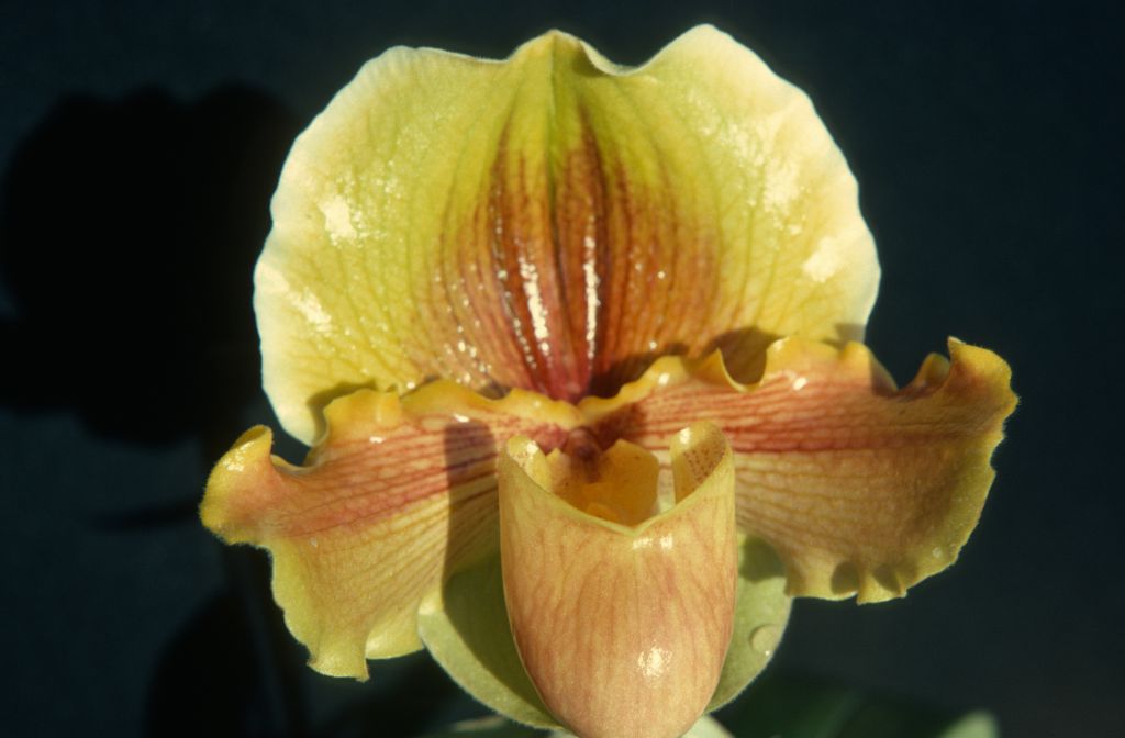 Paphiopedilum Meadow Mist 'Pumpkin', February 1976, roll 197602H12 slide 6