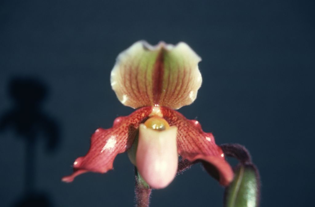 Paphiopedilum Mrs. Coburn 'Carimo', March 1976, roll 197603H9 slide 14
