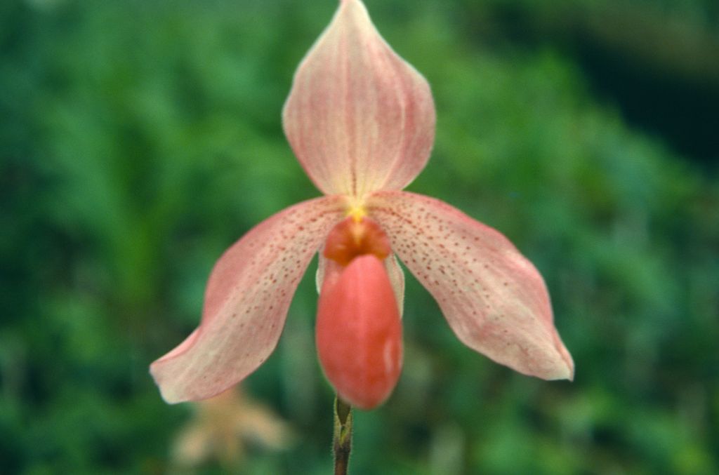 Paphiopedilum Madame Martinet 'Dan', May 1976, roll 197605H4 slide 4