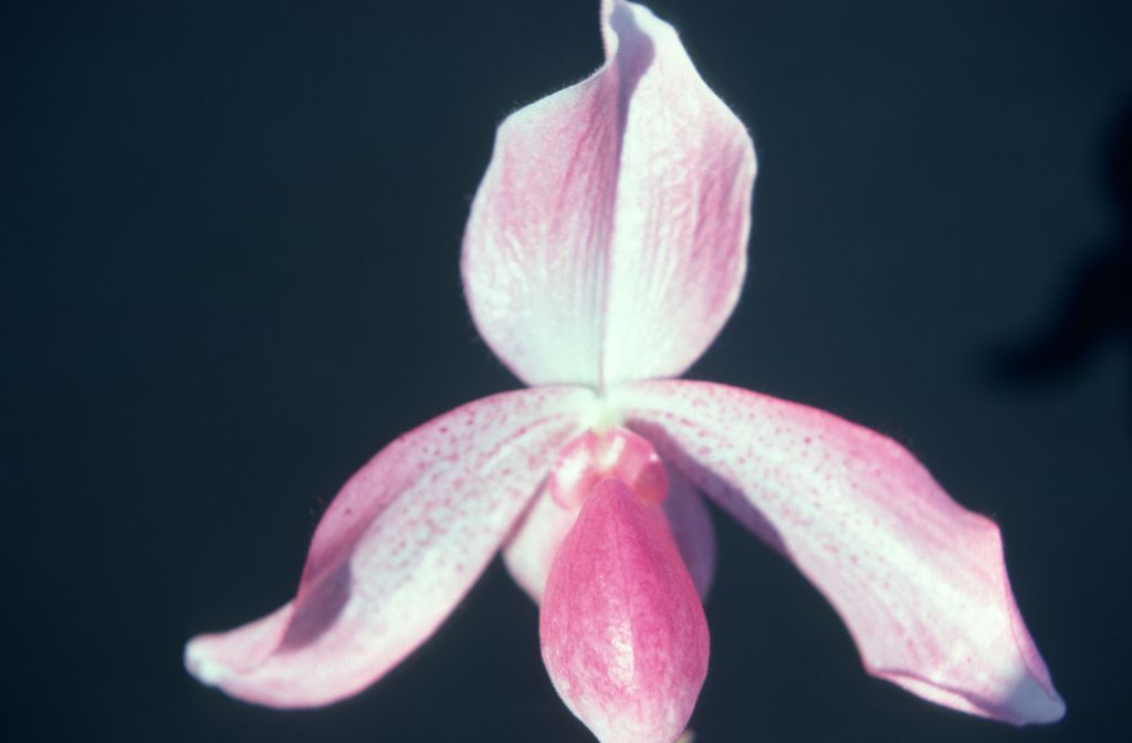 Paphiopedilum Madame Martinet, June 1977, roll 197706H5 slide 16