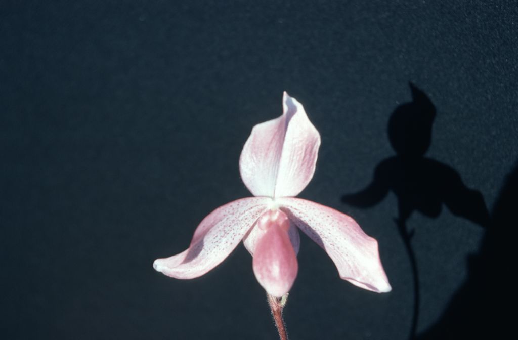 Paphiopedilum Madame Martinet, June 1977, roll 197706H5 slide 17