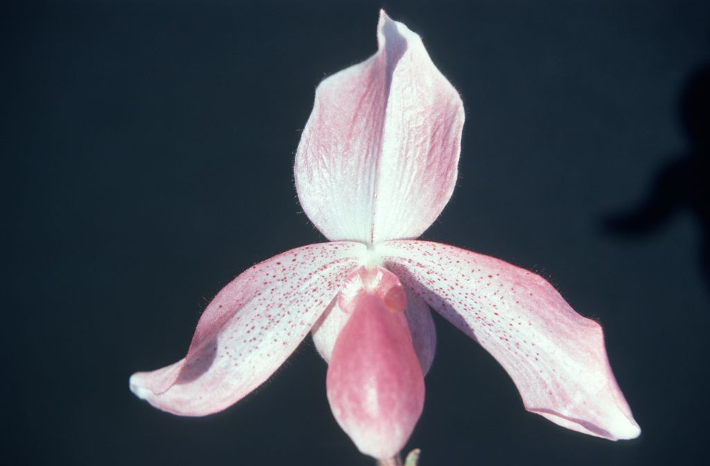 Paphiopedilum Madame Martinet, June 1977, roll 197706H5 slide 18